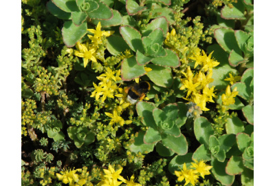 Insekten auf einem Gründach