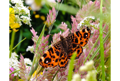 Pflege eines Biodiversitätsdachs