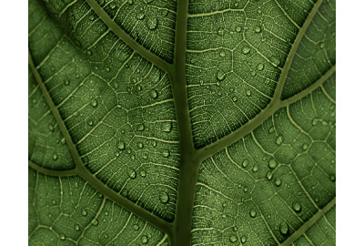 So funktioniert die Photosynthese: warum Grün so wichtig ist