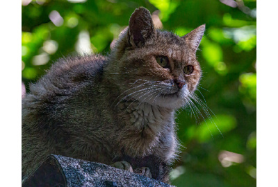 Katzen auf Ihrem Gründach