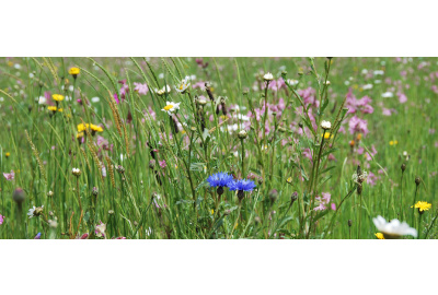 Der Mehrwert von Pflanzen in deinem Garten