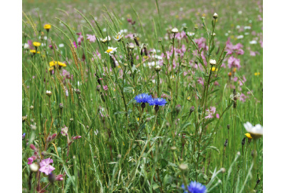 Der Mehrwert von Pflanzen in Ihrem Garten