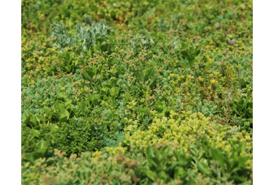 Sedum auf einem Gründach