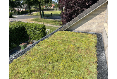 Welche Pflanzen auf einem Gründach?