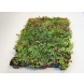 Click 'n Go Light Sedum Kassette