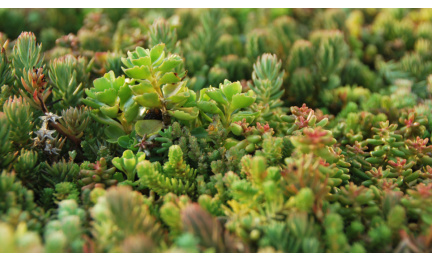 Gründachpaket Click 'n Go Light Sedum Kassette