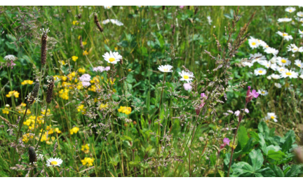 Gründachpaket Wildblume