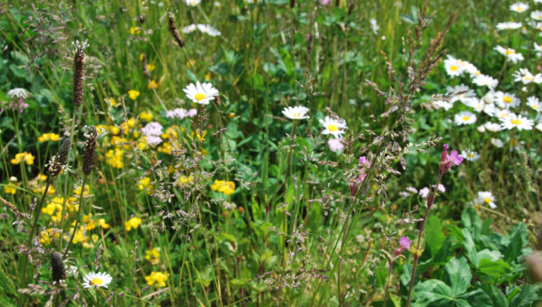 Gründachpaket Wildblume